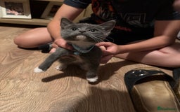 Mixed Breed cats for sale: Kittens  - Image 11