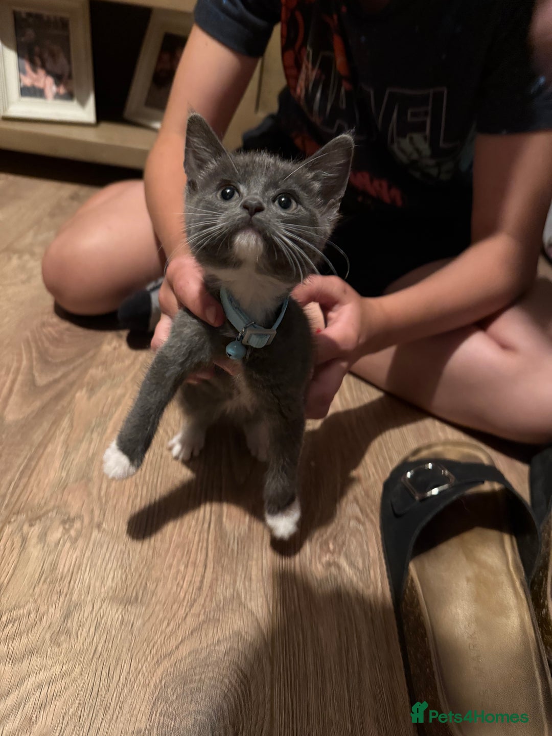 Mixed Breed cats for sale: Kittens  - Image 11