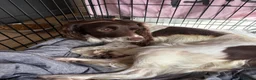 English Springer Spaniel dogs for sale: Litter of springer spaniel puppies!  - Advert 17