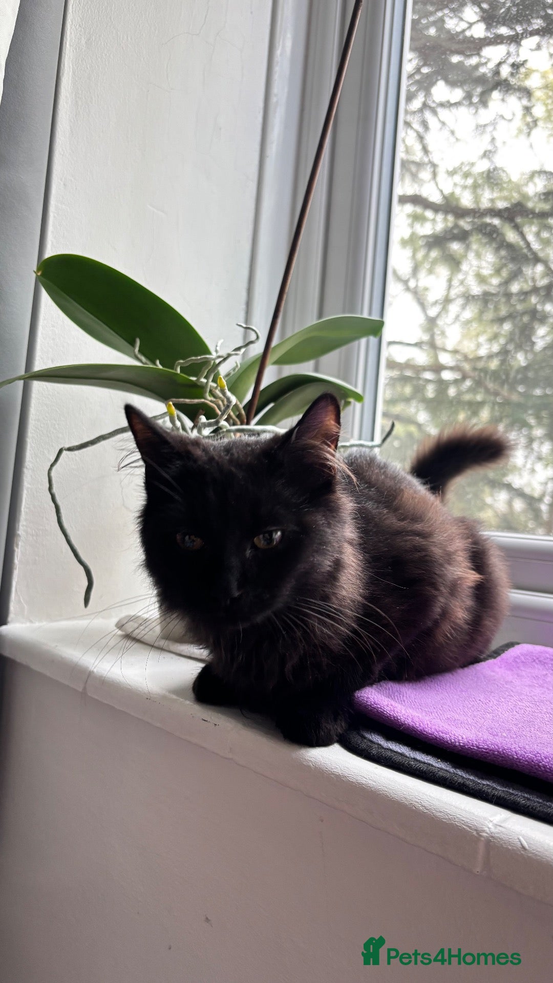 British Shorthair cats for sale: Kitten 5 months old, looking for a family  - Advert 4