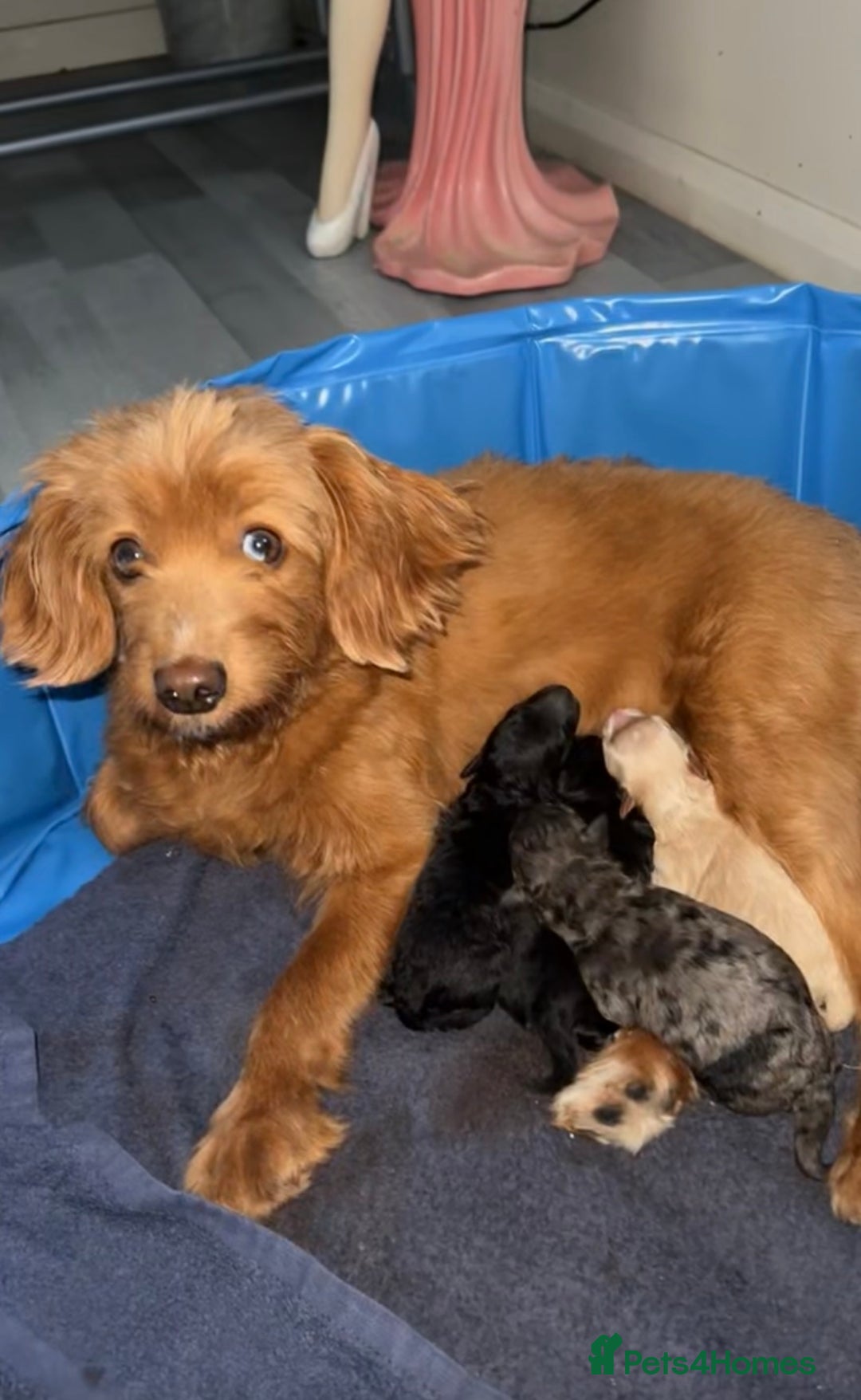 Pomapoo dogs for sale: 4 Beautiful Puppies - 3 Boys🩵 - 1 Girl🩷  - Image 10