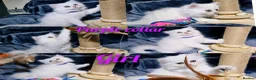 British Longhair cats for sale: Black silver shaded kitten - Advert 18