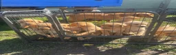 Labrador Retriever dogs for sale: Male, Red Fox Labrador Retriever Puppy in Durham - Advert 2