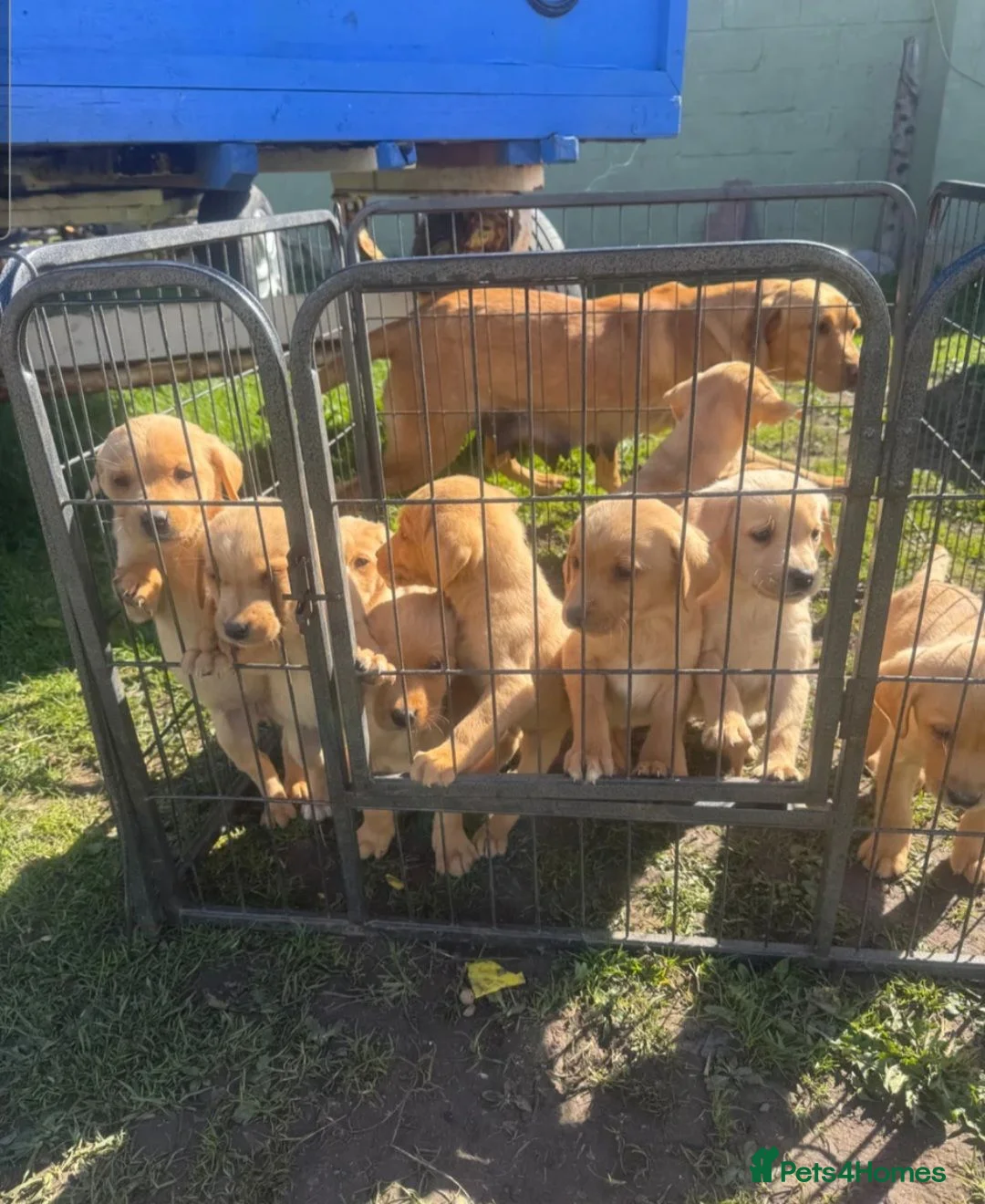Labrador Retriever dogs for sale: Male, Red Fox Labrador Retriever Puppy in Durham - Advert 2