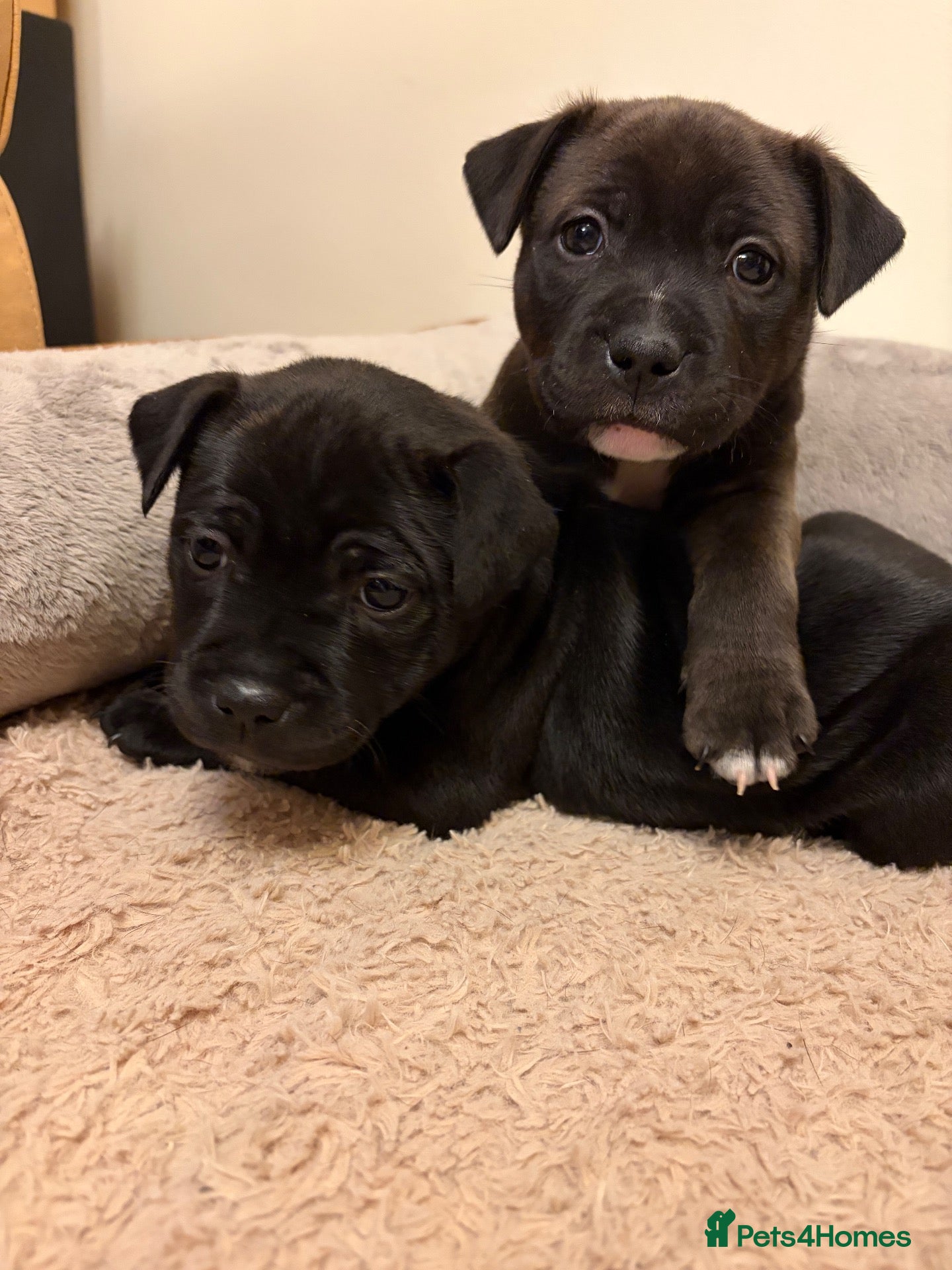 Staffordshire Bull Terrier dogs for sale: KC Reg/DNA Clear Brindle Staffordshire Puppies. - Advert 2