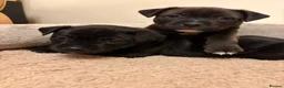 Staffordshire Bull Terrier dogs for sale: KC Reg/DNA Clear Brindle Staffordshire Puppies. - Advert 2