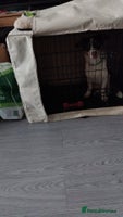 Mixed Breed dogs - Advert 4