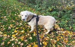 Golden Retriever dogs for sale: Stunning Golden Retriever Adult - Image 2