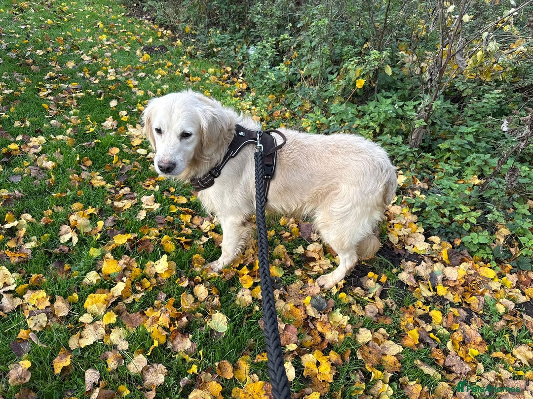 Golden Retriever dogs for sale: Stunning Golden Retriever Adult - Image 2