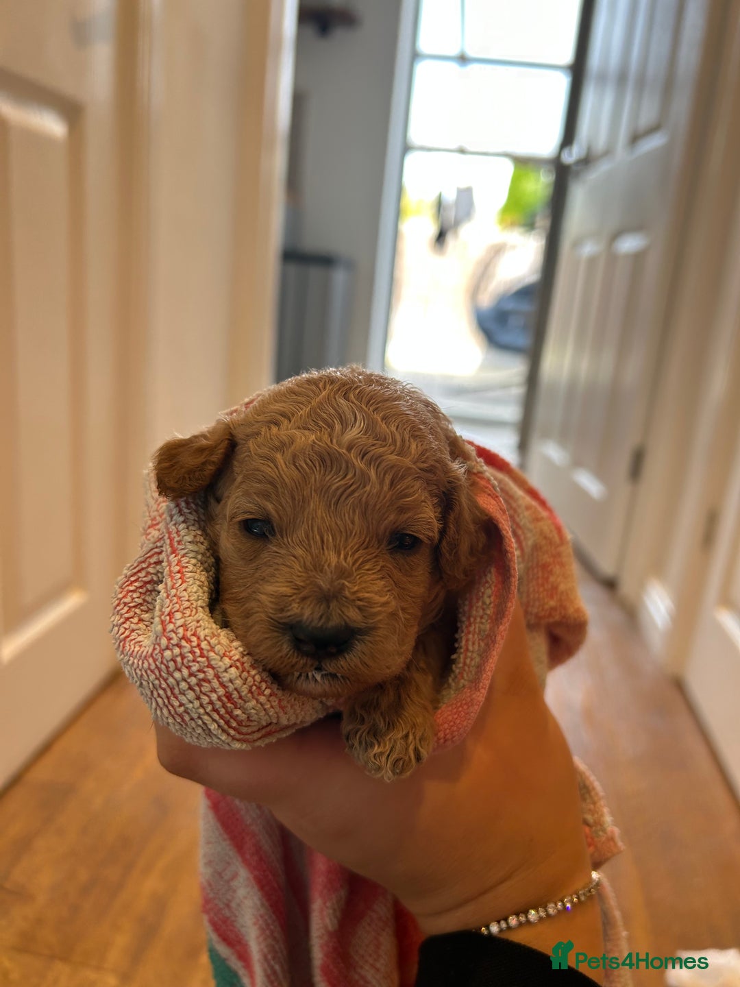 Cavapoo dogs for sale: Cavapoo Puppies for Sale - Image 24