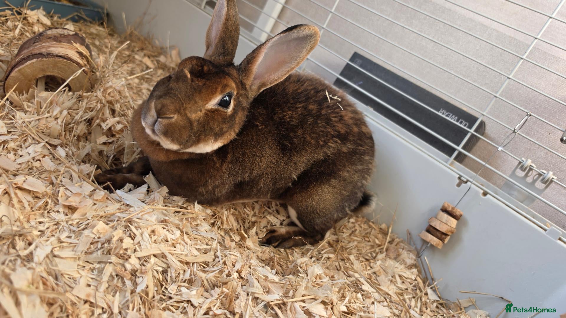 Rex rabbits 2 year old rex rabbit  - Advert 1