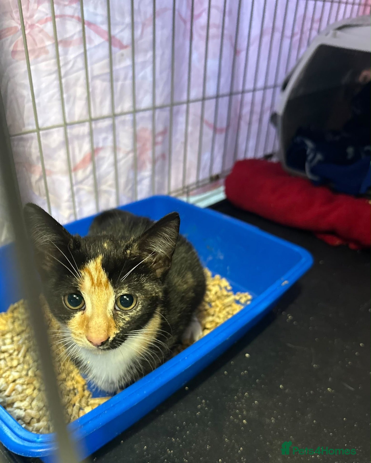 Domestic Shorthair cats for adoption: ‼️‼️Penny Paws foster homes needed for rescue cats - Advert 1