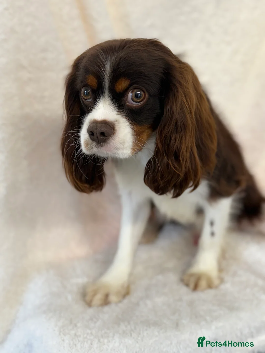 Cavalier King Charles Spaniel dogs for stud: KC Chocolate Tri FOR STUD  - Advert 2