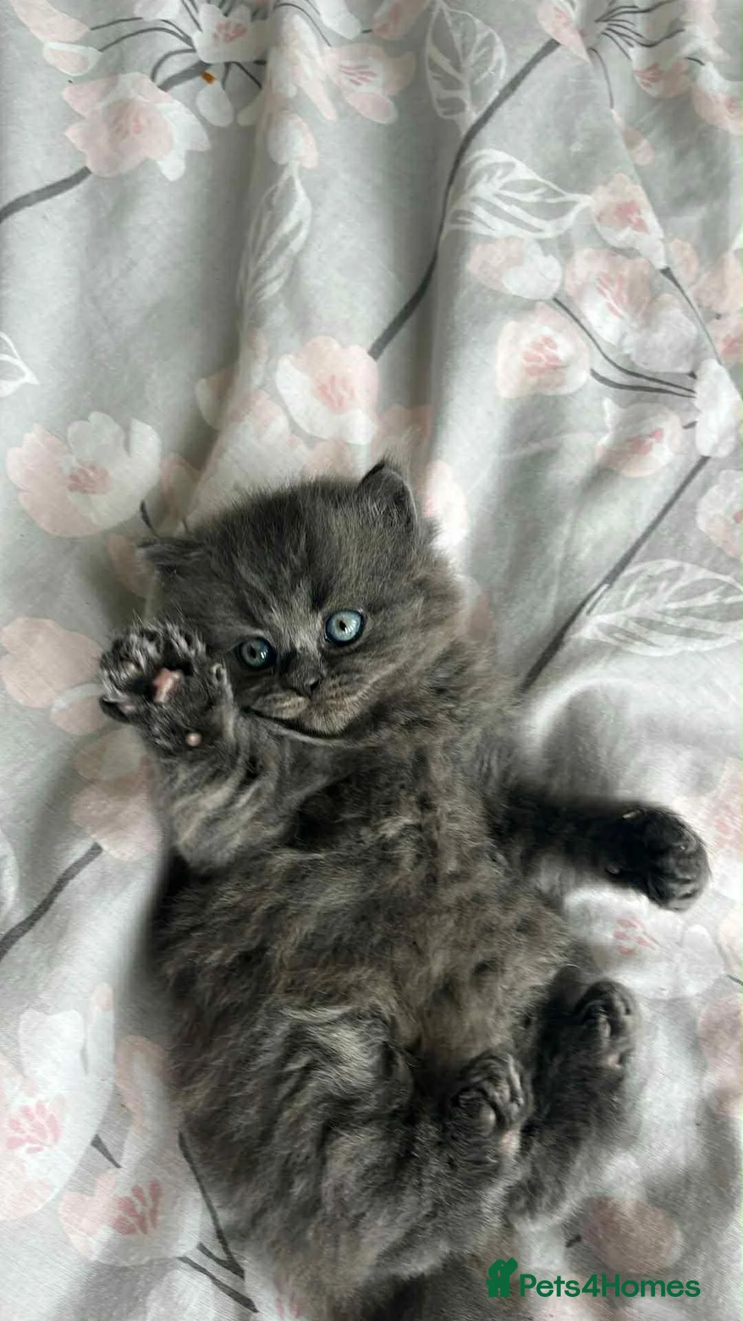 British Longhair cats for sale: 3 kittens girls for sale  - Advert 2