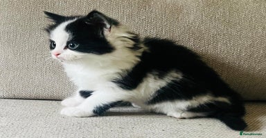 Mixed Breed cats - Advert 12
