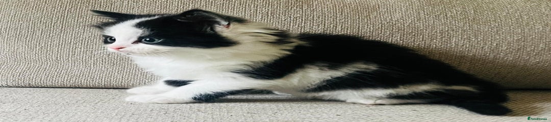 Half Persian Kitten 1