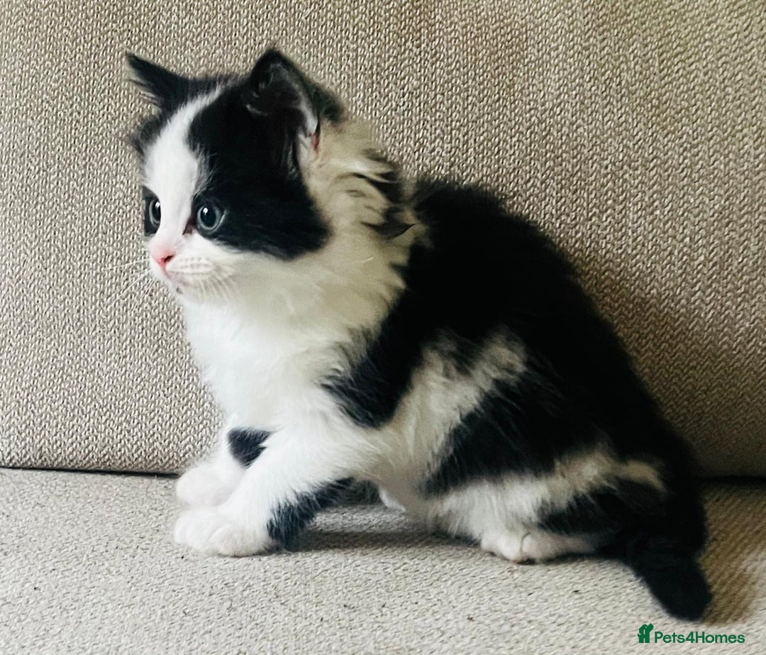 Mixed Breed cats for sale: Gorgeous half Persian fluffy Kittens  - Image 2