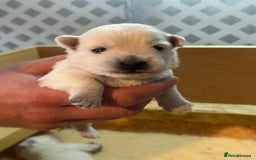 West Highland Terrier dogs for sale: West Highland Terrier Puppies for Loving Homes - Image 4
