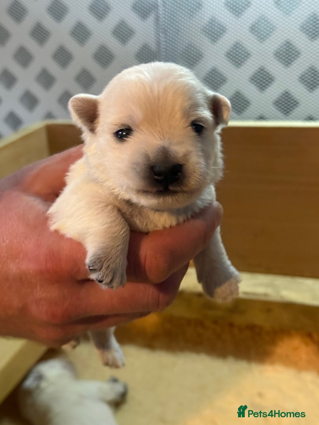 West Highland Terrier dogs for sale: West Highland Terrier Puppies for Loving Homes - Image 4
