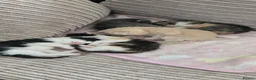 Mixed Breed cats for sale: Beautiful mixed breed kittens must go this week. - Advert 3
