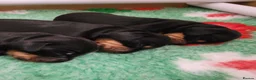 Miniature Dachshund dogs for sale: 3 Stunning Black/Tan Mini Dachshund Girls - Advert 23