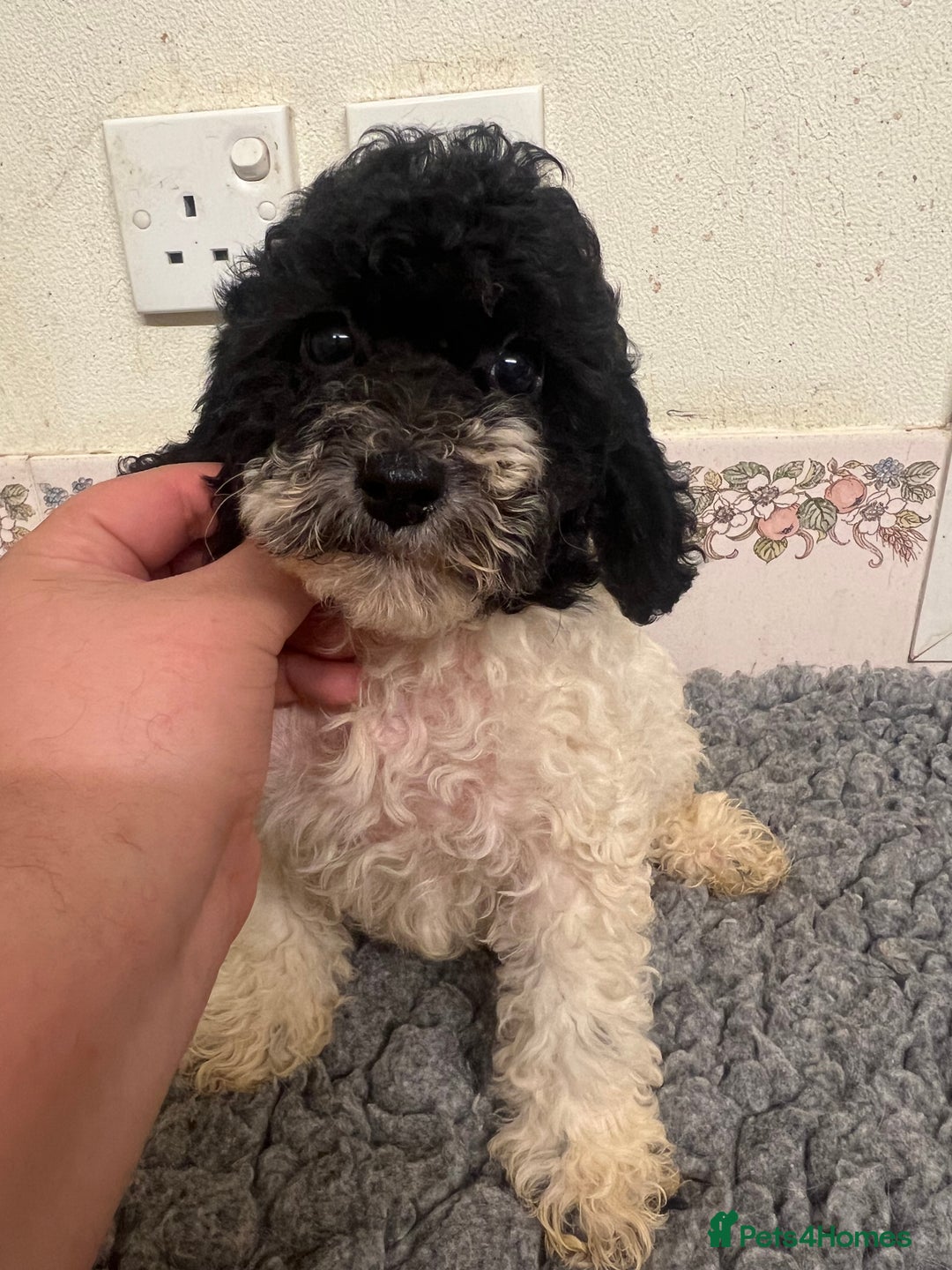 Cockapoo dogs for sale: Gorgeous F2b show type Cockapoo babies blue merles - Image 7
