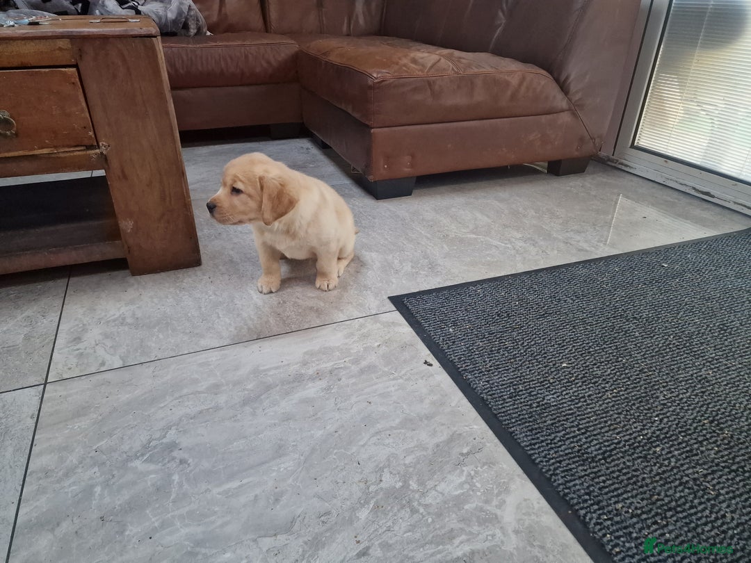 Labrador Retriever dogs for sale: Labrador very cute and playful puppies  - Advert 17