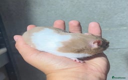 Hamster rodents for sale: STUNNING, TAME, PEDIGREE BABY SYRIAN HAMSTER - Image 15