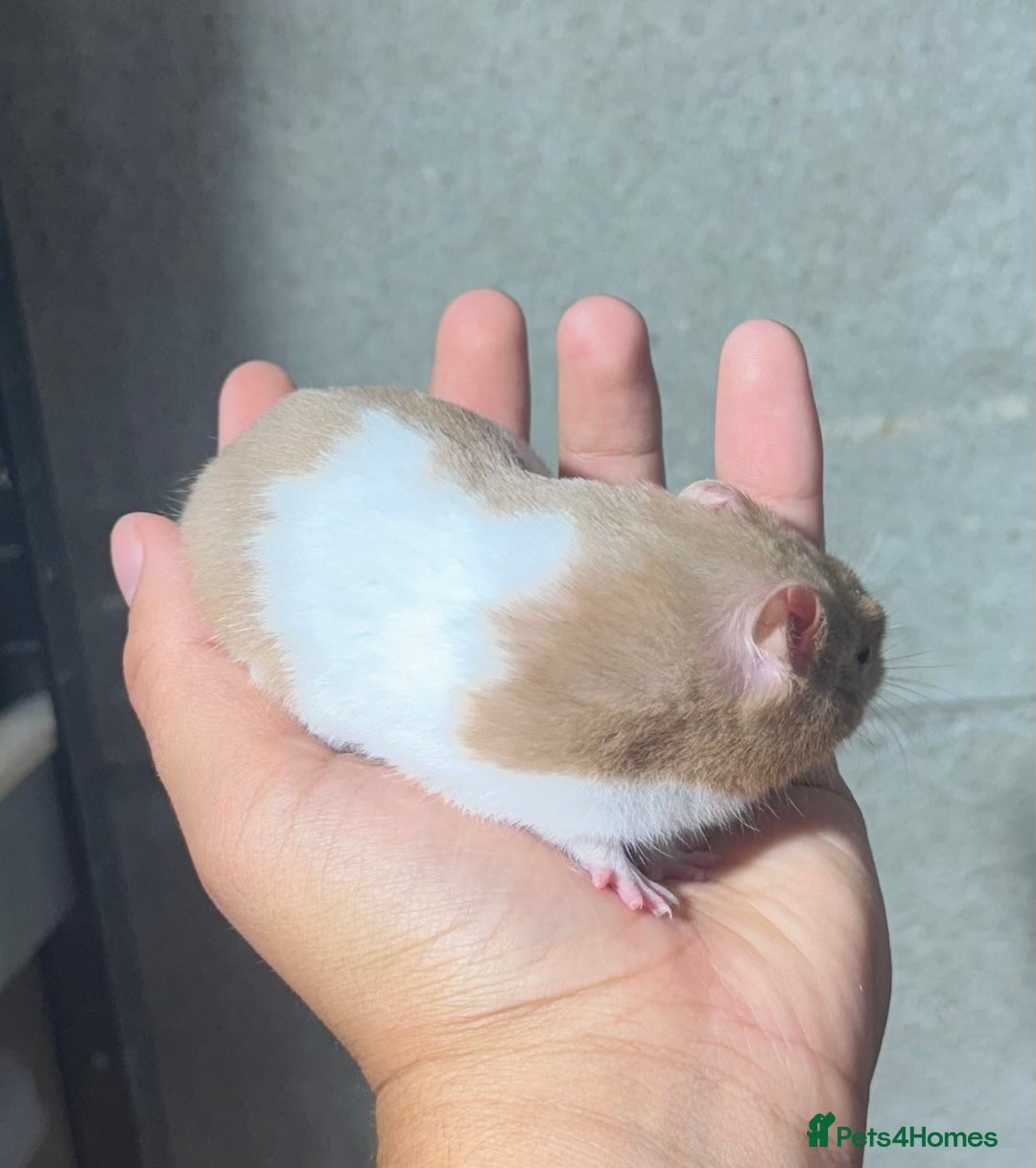Hamster rodents for sale: STUNNING, TAME, PEDIGREE BABY SYRIAN HAMSTER - Image 15