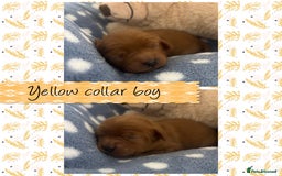 Cavalier King Charles Spaniel dogs for sale: 🧡Beautiful litter of Ruby Cavaliers🧡 - Advert 5