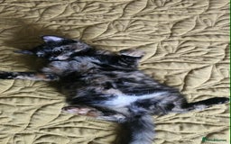 British Shorthair cats for sale: PURE BSH KITTENS READY NOW! - Image 8