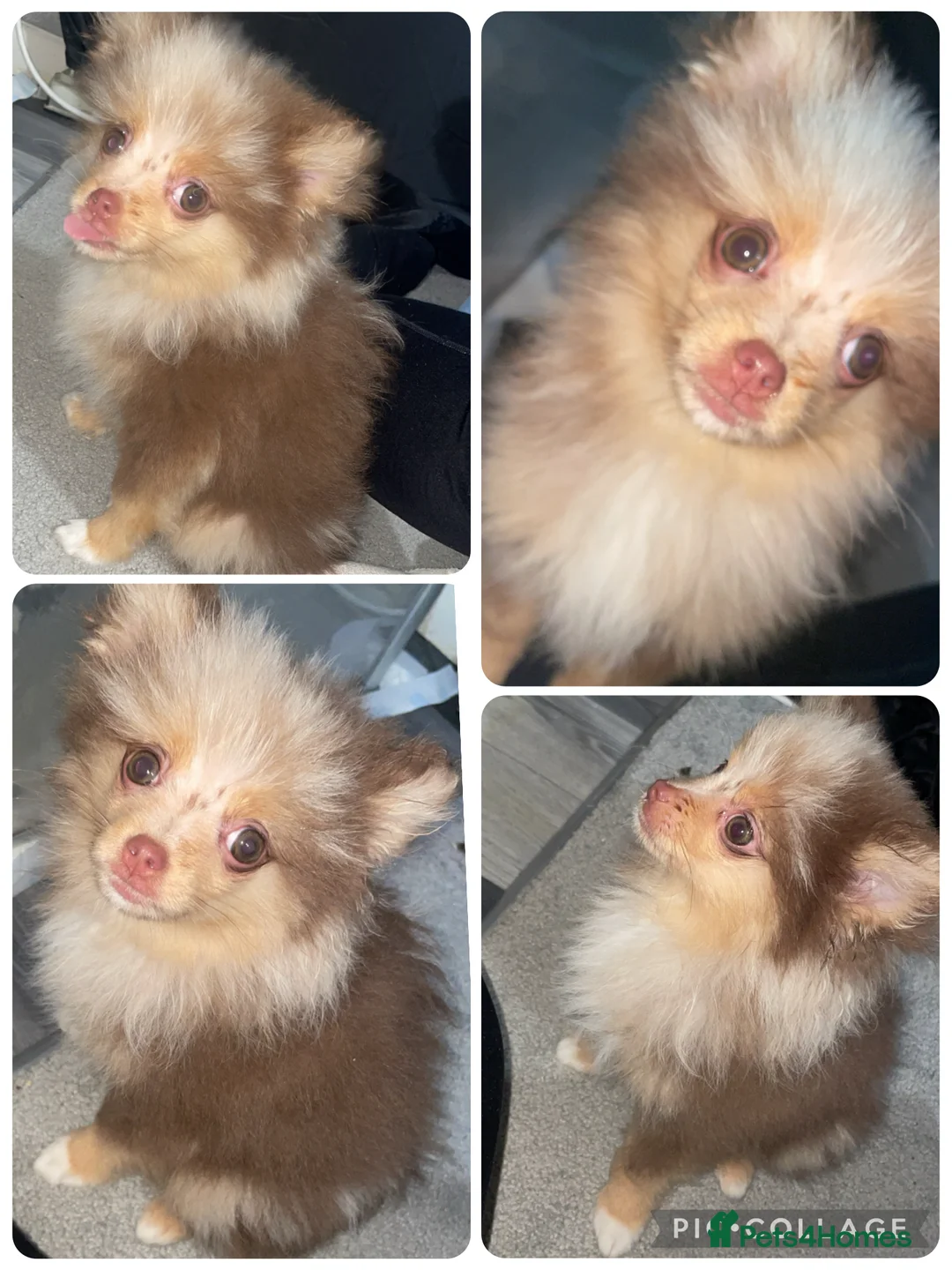 Pomeranian dogs for sale: 4 beautiful Pomeranians in Sheffield - Advert 5