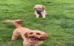 Cockapoo dogs for sale: F2 cockapoos 💖 - Image 9