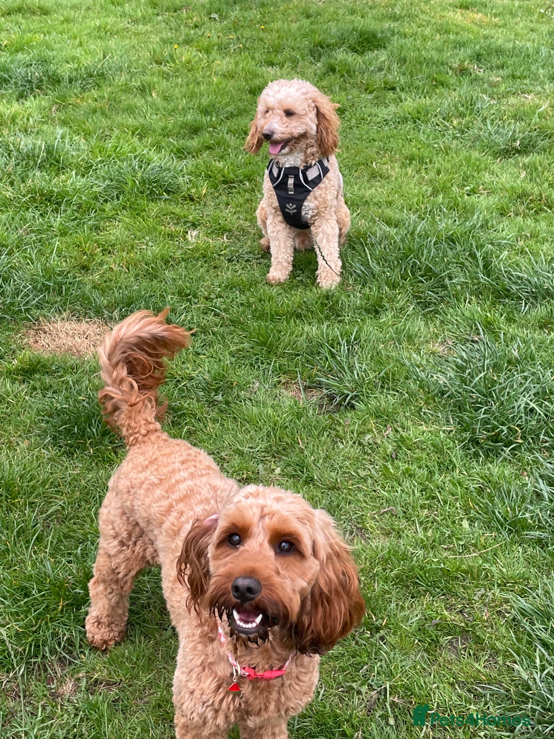 Cockapoo dogs for sale: F2 cockapoos 💖 - Image 9
