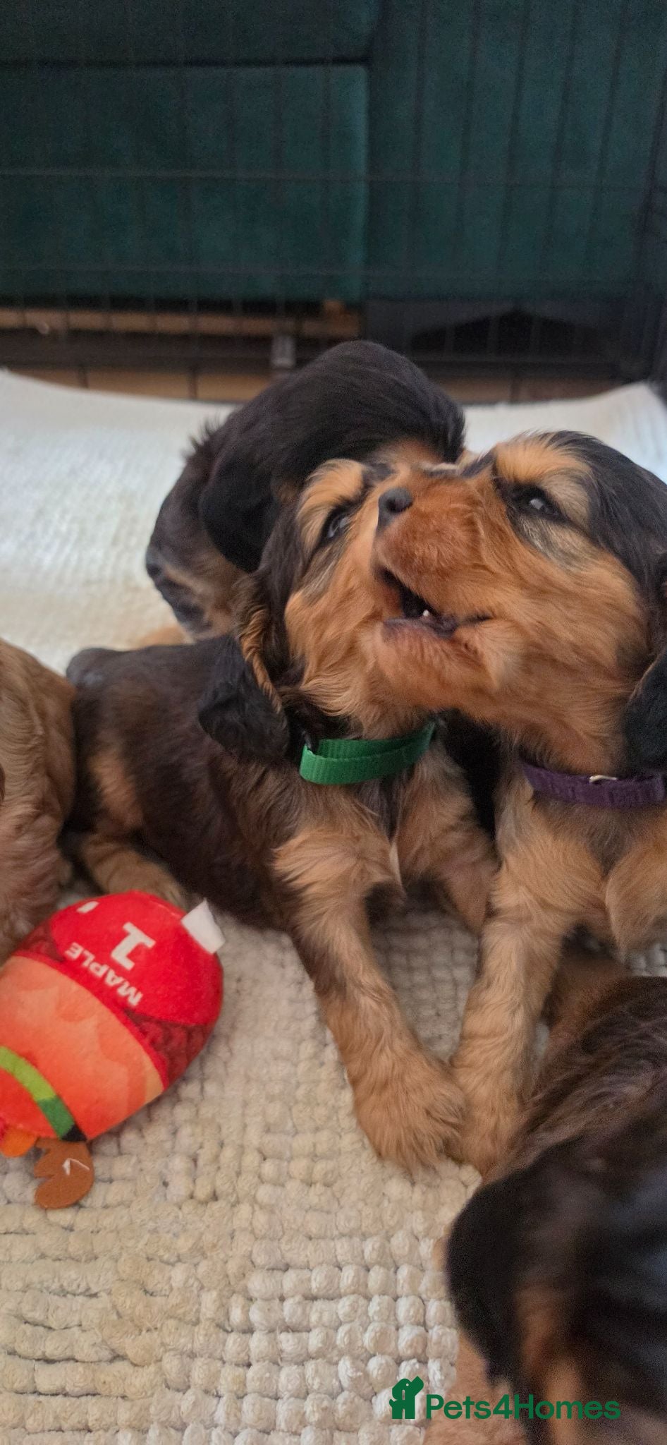 Cocker Spaniel dogs Cocker spaniel KC registered  - Advert 4
