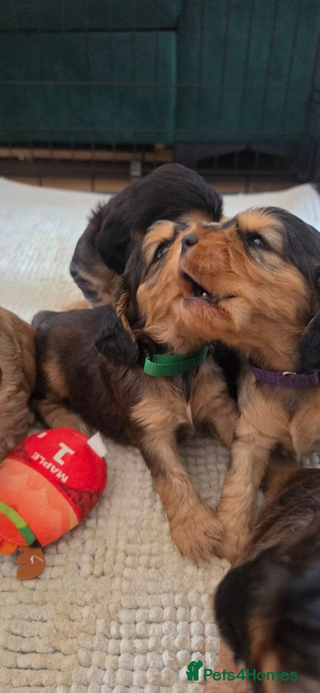 Cocker Spaniel dogs for sale: Cocker spaniel KC registered  in Reading - Advert 1