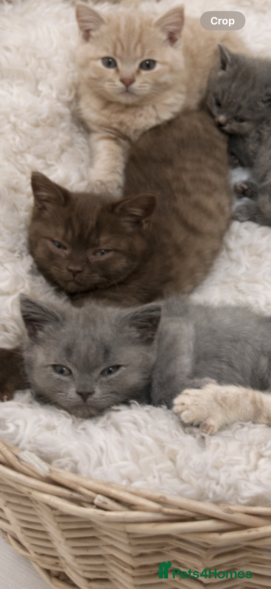 Scottish Fold cats for sale: British shorthair x Scottish fold kittens - Advert 17