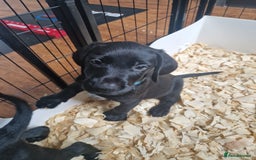 German Wirehaired Pointer dogs for sale: Stunning litter  - Image 13