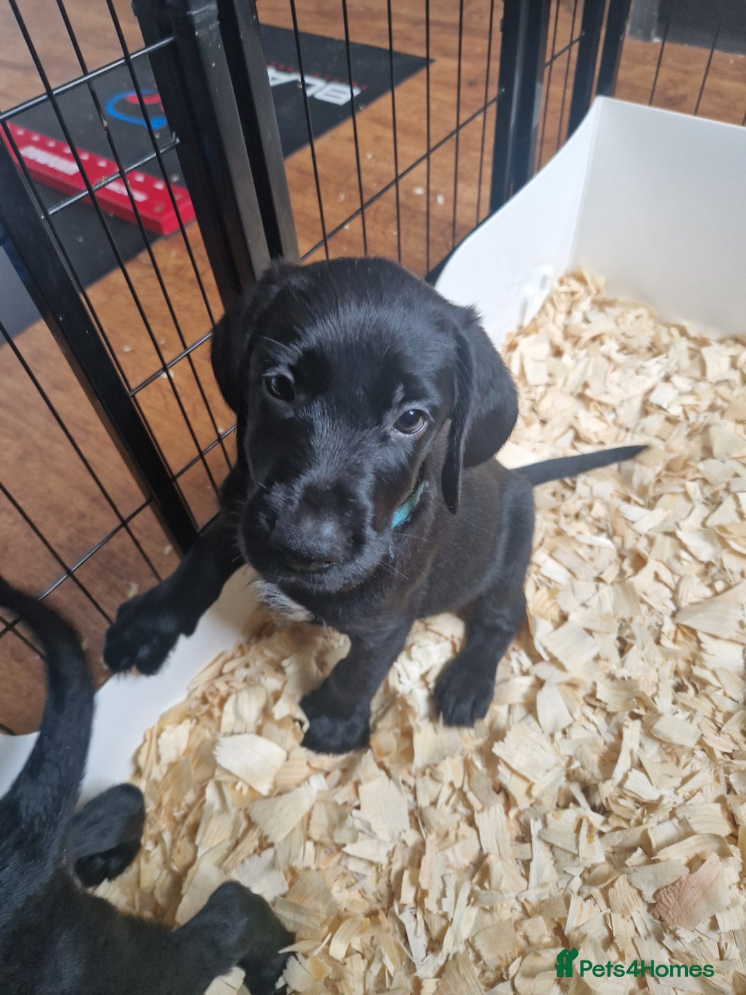 German Wirehaired Pointer dogs for sale: Stunning litter  - Image 13