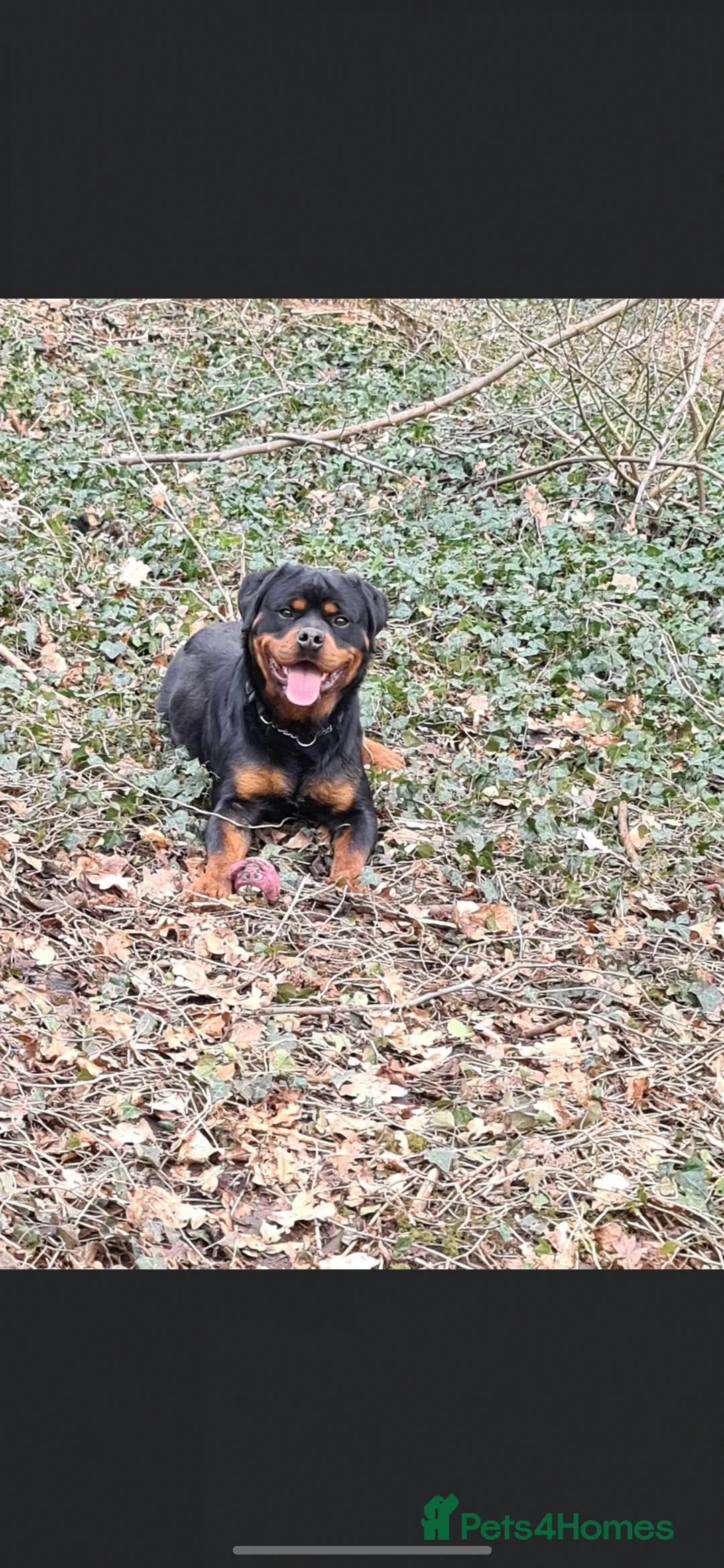 Rottweiler dogs for sale: Rottweiler puppys in Middlesbrough - Advert 7