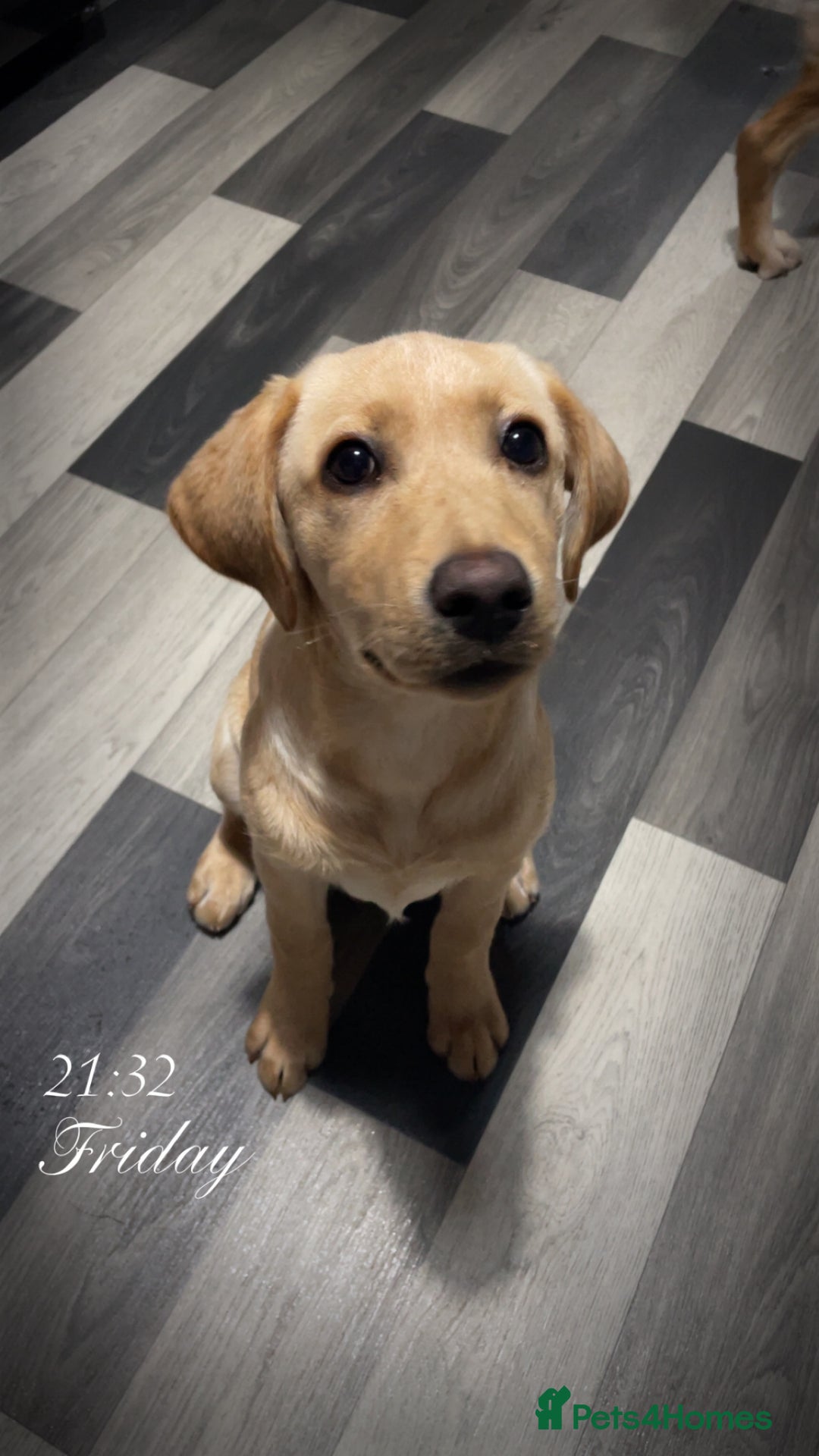 Labrador Retriever dogs for sale: Labrador puppy looking for her forever home - Image 4