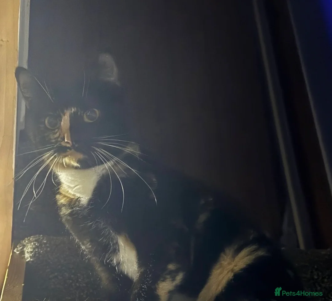 Lykoi cats for sale: Lykoi girl free - Advert 3