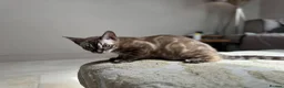 Bengal cats for sale: ⭐⭐⭐ Stunning Rare Charcoal Mink Bengal Kitten ⭐⭐⭐ - Advert 1