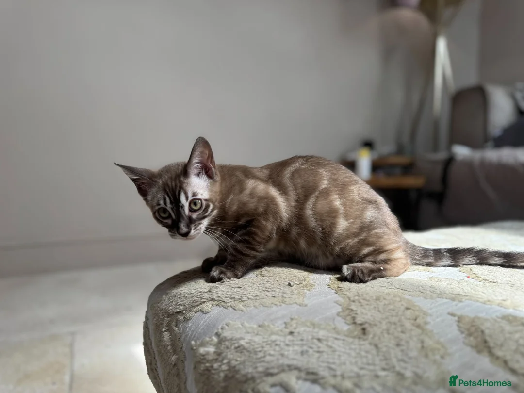 Bengal cats for sale: ⭐⭐⭐ Stunning Rare Charcoal Mink Bengal Kitten ⭐⭐⭐ - Advert 1