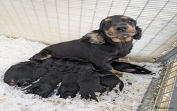 Cocker Spaniel dogs for sale: Beautiful Health Tested Show Blk + Blk/Tan Pups!  - Image 5