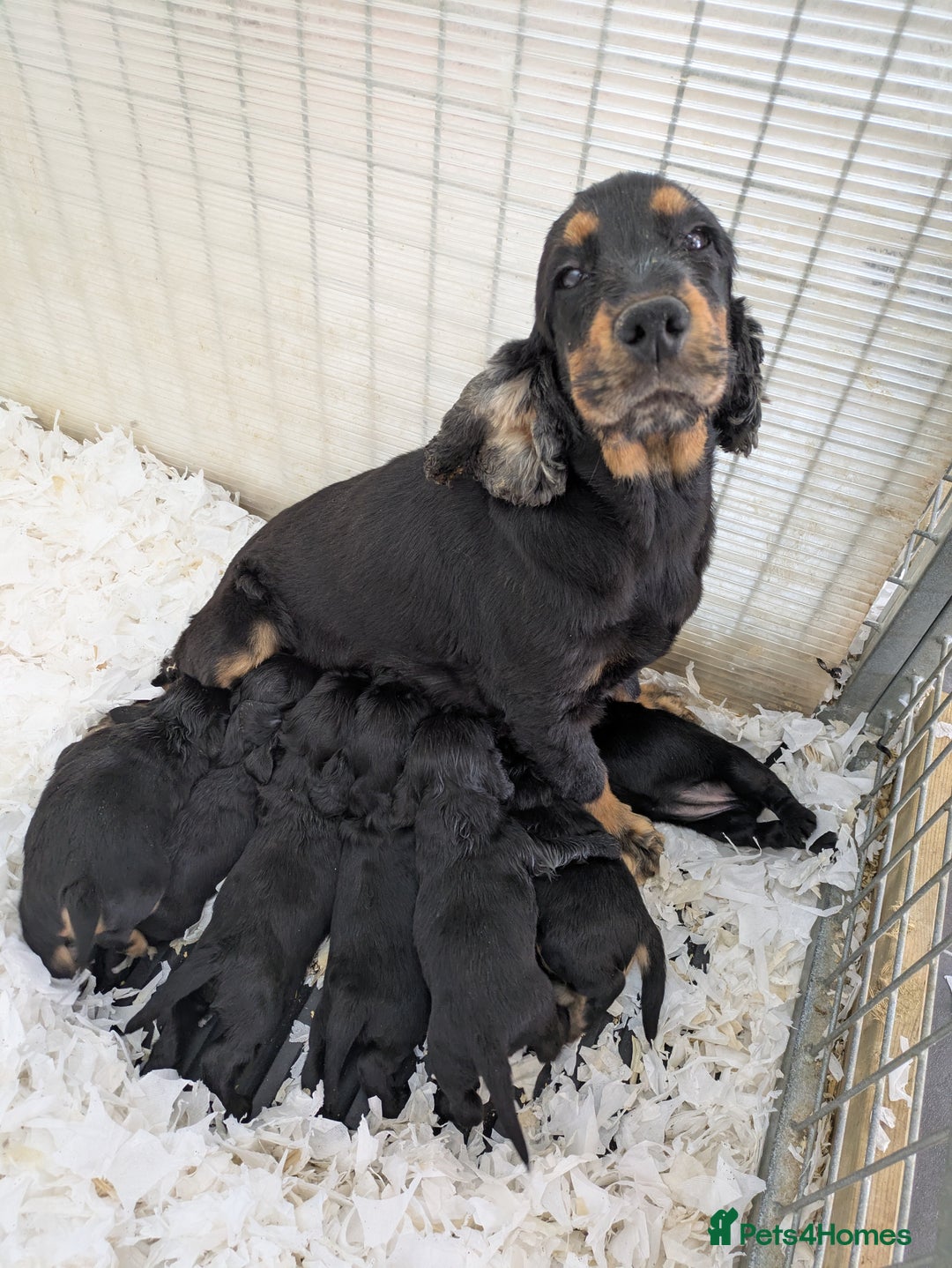 Cocker Spaniel dogs for sale: Beautiful Health Tested Show Blk + Blk/Tan Pups!  - Image 5