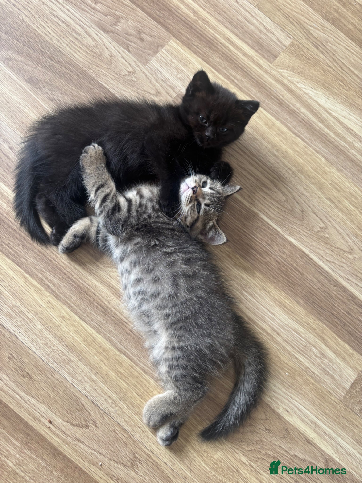 British Shorthair cats Adorable Kittens Looking for loving new homes - Advert 2