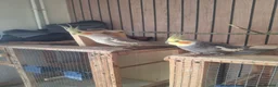 Cockatiels birds for sale: Pair of cockatiels in Daventry - Advert 2