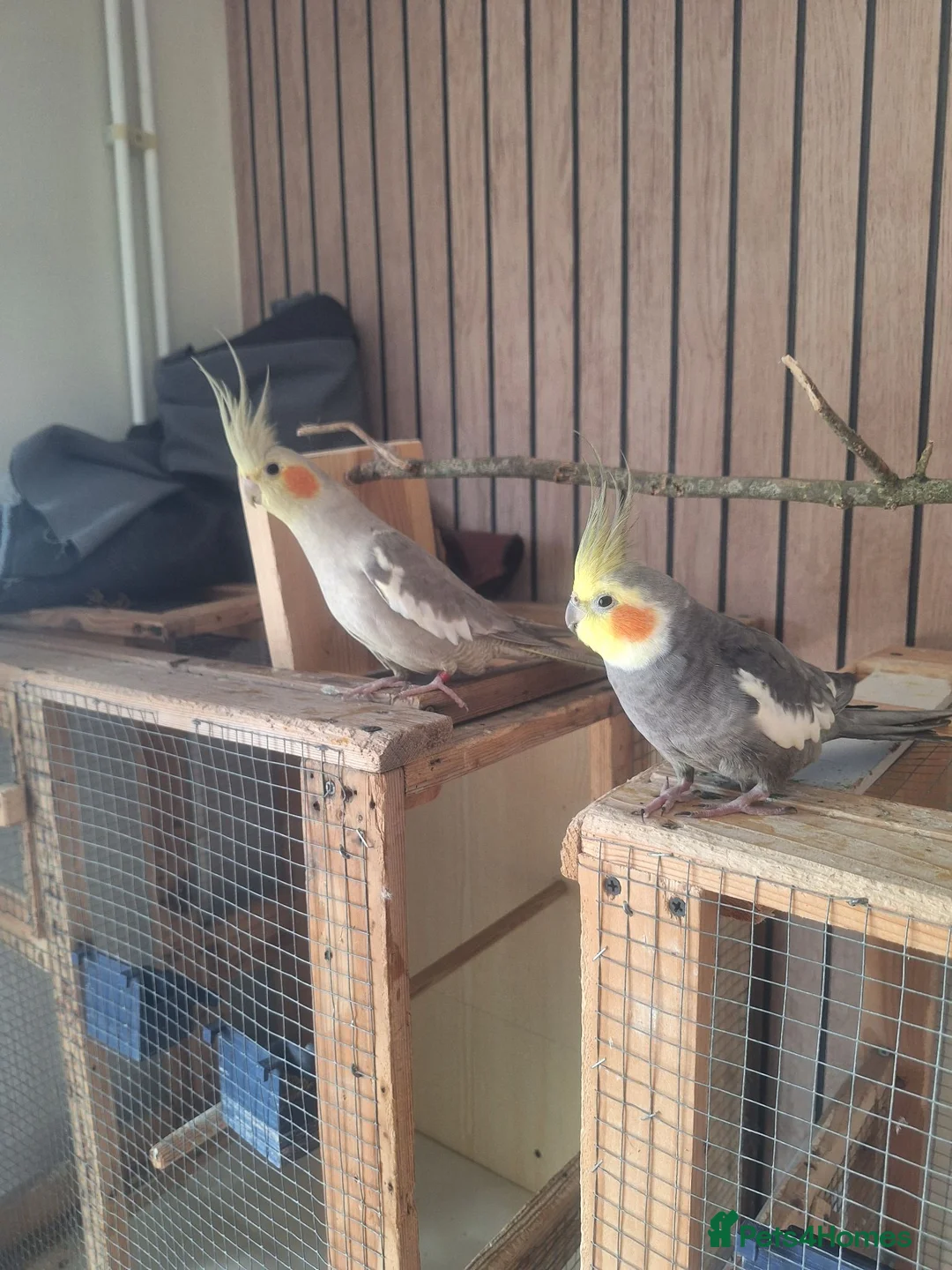 Cockatiels birds for sale: Pair of cockatiels in Daventry - Advert 2