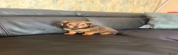 Mixed Breed dogs for sale: Adorable Pomerania x miniature Dachshund Puppies  - Advert 6